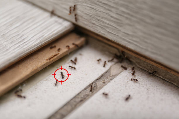  Holly Springs, MS Pest Control Pros